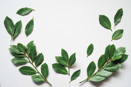 Frame of green laurel on a white background with copy space for your text. Green laurel twigs for eco cookery conceptの写真素材