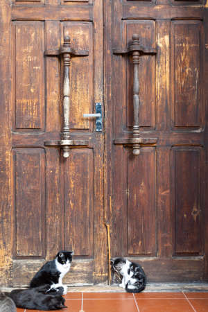 Old wooden door with square plates texture. Kitens sit in front of an old wooden door. Homeless cats...