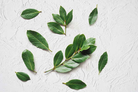 A branchs of fresh green laurel bay leaves on a white stone background. Top viewの写真素材