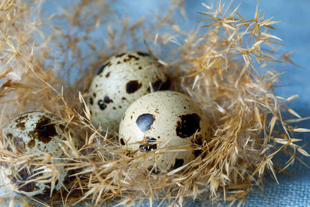 Quail eggs in a nest of dry grass for design on the theme of Easter. Close-up