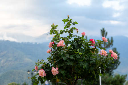 Rose Bush on a blurry background of sky and mountains. Copy space.の写真素材