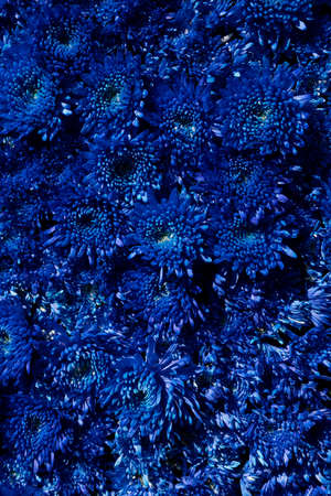 Blue chrysanthemum flowers background. Verticalの写真素材