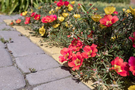 Beautiful red flowers Portulaca oleraceae in a garden. Close-up. selective focus.の写真素材