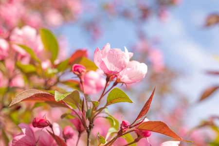 A branch of a blooming wild Apple tree against the blue sky. Close up. Selective focus. Image for...