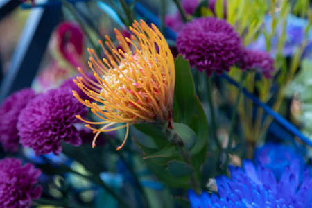 A Pincushion Leucospermum cordifolium flower and purple dahlias in an exotic bouquet with wooden...