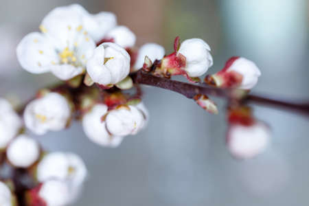 Buds and opening flower of the apricot tree. Beginning of flowering. Beautiful scene of spring nature for a calendar, postcards on the Easter theme. Close-up, selective focusの写真素材