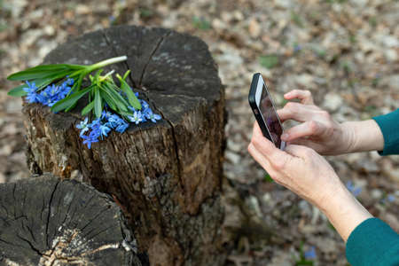 Hands holding phone and taking photo of first spring flowers Scilla siberica. Content for social...