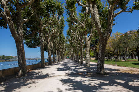 alley of giant plane trees in the riverside of Mondego in Coimbra, Portugalの写真素材