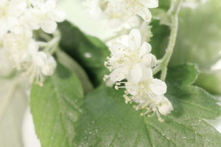 The white blossoms of the mountain ash close up. White flowers on a blurry green background for a spring-themed design. macroの写真素材