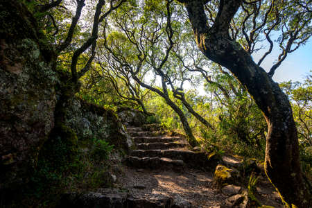 Stone staircase in the Relic National Forest of Bussaco, Coimbra, Portugal.