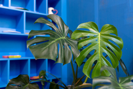 Monstera deliciosa houseplant. Large monstera leaves on the background of a blue lattice wall. Interior decoration with indoor plantsの写真素材