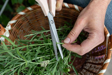 Women's hands with scissors prune lavender stalks in a basket. traditional medicine concept