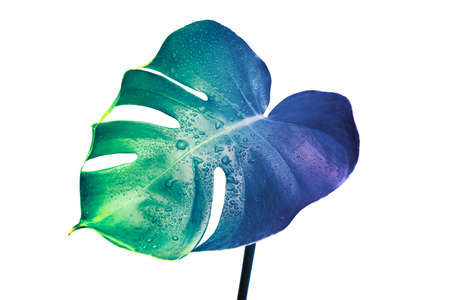 Art image of Monstera leaf. Blue green leaf in cyberpunk style. isolated on white background....