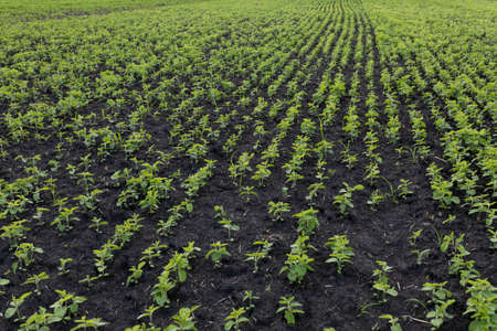 Beds of young soybeans on black soil. Soybeans grow in experimental fields. selective focus