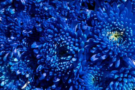 Floral background of dark blue fluffy chrysanthemums. Flower composition