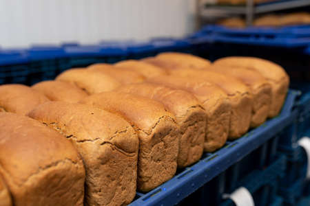 Loaves of bread on blue plastic trays. Industrial bakery with fresh bread on racks. close-up. fresh breadの写真素材