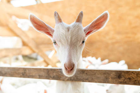 portrait of a white young goat looking into the camera. Breeding farm animals on the farmの写真素材