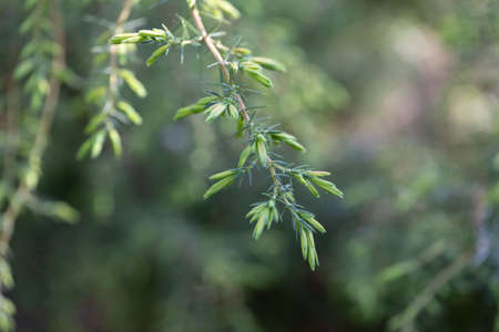 Juniper branch with young buds in the botanical garden. Shallow depth of field. natural background. copy spaceの写真素材