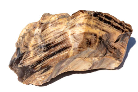 A large piece of petrified wood. The stone of layered structure is isolated on a white backgroundの写真素材