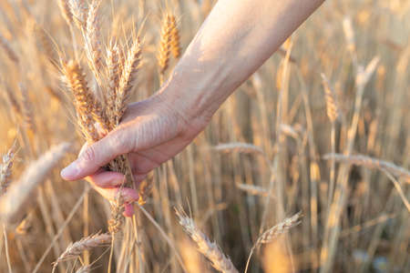 Ears of ripe wheat in the hands of an elderly woman for design on the theme of agriculture,...
