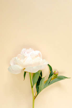 A beautiful light pink peony flower on a beige background for a festive design on the theme of spring. A gift for a birthday, anniversary. vertical.の写真素材