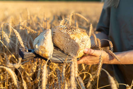 Cut in half homemade bread on a cooking board in the hands of a woman against the background of a wheat field. Wheat harvest conceptの写真素材