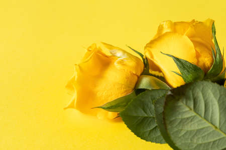 Two yellow roses on a yellow background with a copy of the spaceの写真素材