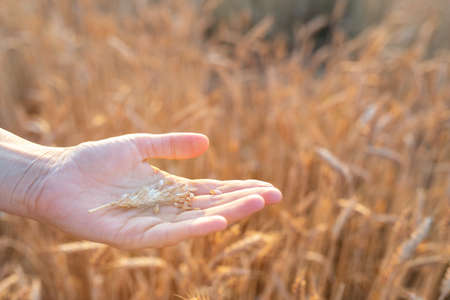 A broken ear in the farmers hand against the background of a wheat field at sunset. Grain maturation...