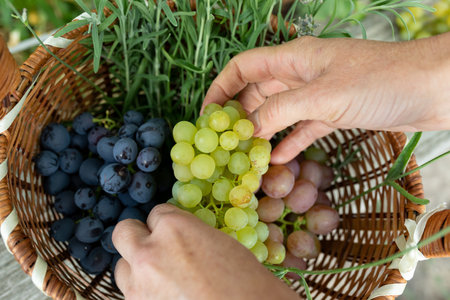 Womens hands put grapes in a wicker basket with sprigs of lavender. The concept of harvestingの写真素材
