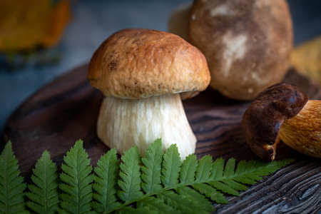 Fresh forest mushrooms, Boletus edulis (king bolete) on a kitchen wooden board decorated with a fern leaf. Autumn theme.の写真素材