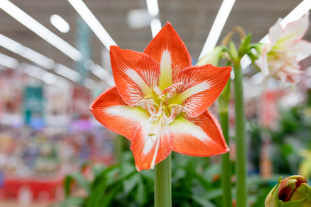 The red Hippeastrum flower is a perennial bulbous plant of the Amaryllis family. Close-up, selective focusの写真素材