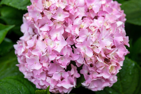 Pink hydrangea flowers with drops after rain. gardening.