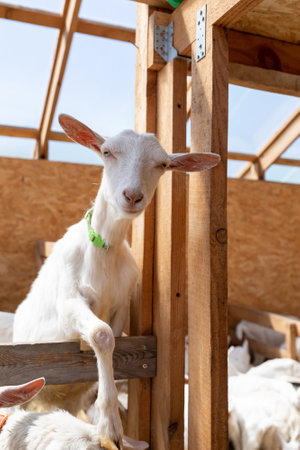portrait of a white young goat looking into the camera. Breeding farm animals on the farm