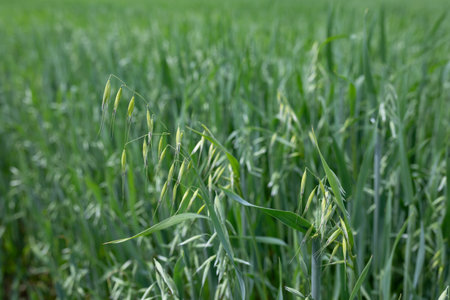 Green oat field in summer. Cereal crops grow in fertile soil. Agriculture, agricultural process. Natural grass backgroundの写真素材