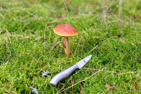The edible mushroom Golden boletus Aureoboletus projectellus grows on green moss in a beautiful forest. A mushroom with a red cap on a high stalk and a knife. Gathering mushrooms in the forest.の写真素材