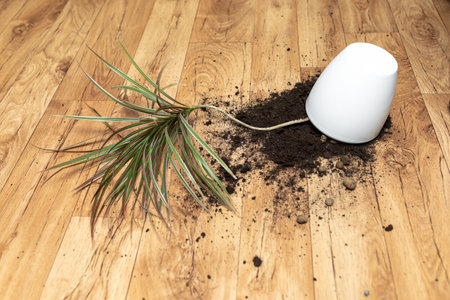 damage concept. Flipped over white plant pot of damaged houseplant on laminate floor. Flower pot with spilled out soil.の写真素材