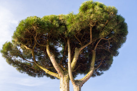 Pine tree with an expansive, rounded canopy offers shade in a well-maintained park.の写真素材