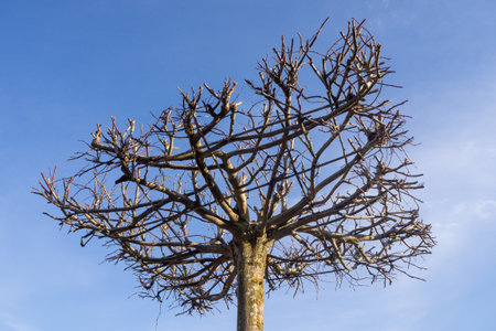 Landscape design, Tree pruning, Tree crown shaping. Branches radiate outward evenly, forming a...