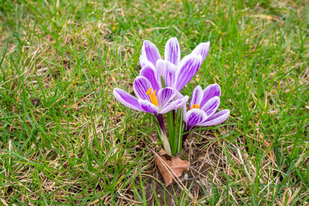 Crocus vernus or Spring Crocus. Cluster of violet crocuses blooms amid fresh spring grass. Bright...