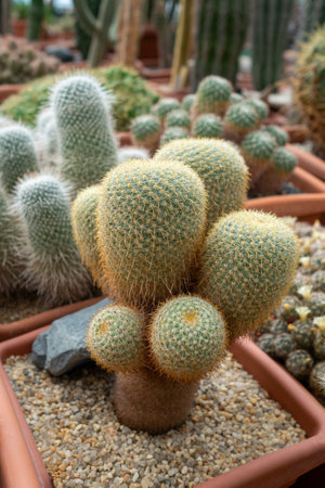 Large, globular cactus with fuzzy white spines and green body, thriving in sunny environment surrounded by other succulents.の写真素材