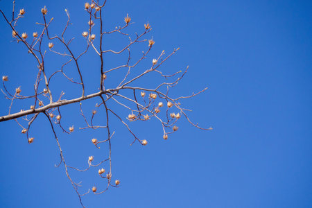 Tulip Tree Branch in Early Spring. Bare dormant branches of tulip tree (Liriodendron tulipifera)...