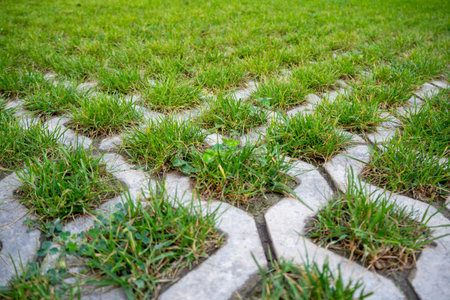 Modern eco-pavement design for parks, courtyards or driveways. Grass growing through permeable...