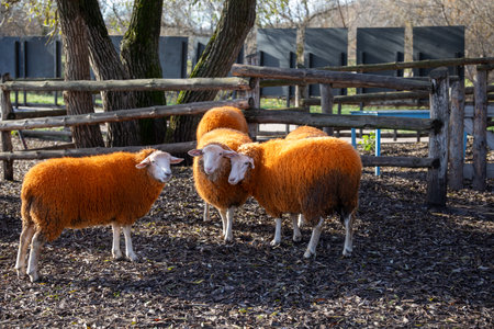 Three orange sheep standing in wooden pen with leaf litter ground. For farm visuals, animal...