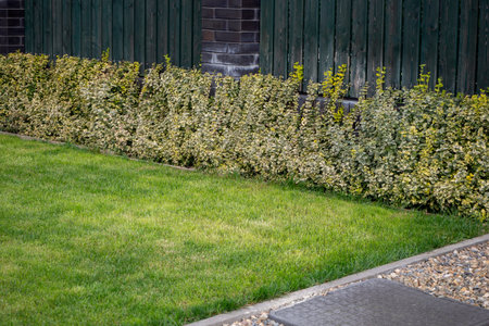 Variegated hedge along green lawn with dark wooden fence in background. Landscape design, property maintenance, garden border. Real photo.の写真素材