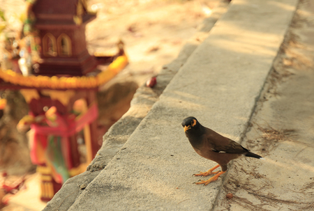 Little bird looking straight to camera.の写真素材