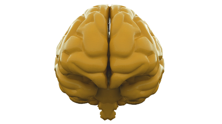 Yellow Human brain on white background. Anatomical Model, 3d illustration.の写真素材