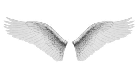 White wings isolated on white background, 3D rendering.の写真素材