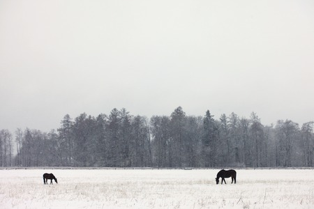Two horses grazing in a snowy field during a snowfallの写真素材