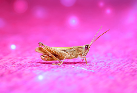 Portrait of a grasshopper in shades of purple closeupの写真素材