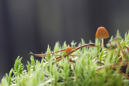 Two small toadstools closeup in the mossの写真素材